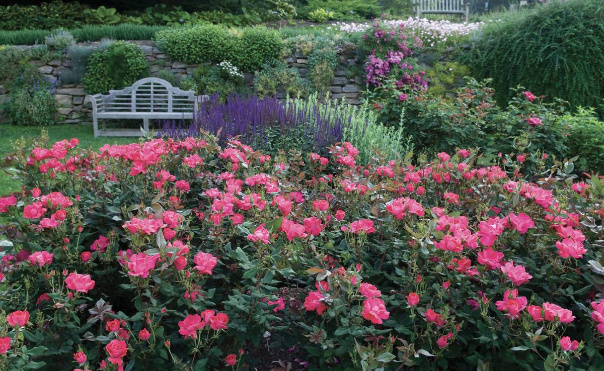 Knockout Rose Sullivan’s Landscaping and Lawn Service